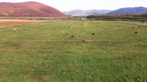 以河流和底山为背景的绿地上在放牧牛群马群37秒视频
