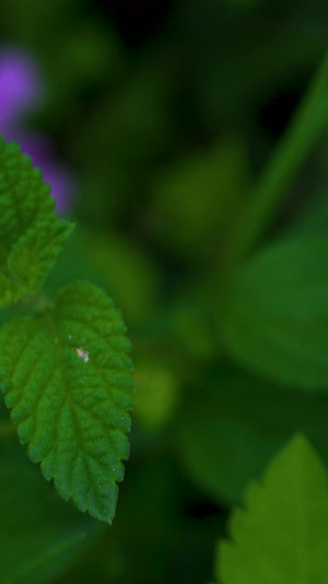 静拍春天里的小紫野花花，植物，粉色，26秒视频