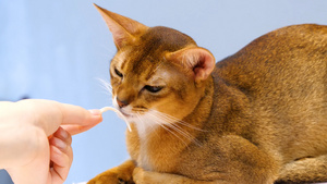 4K吃鸡胸肉的猫喂食宠物猫金渐层英短英国短毛猫猫咪25秒视频