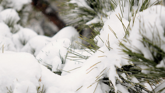 4k雪景枝头升格视频