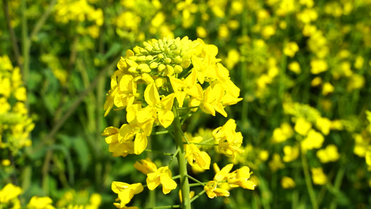 油菜花开 油菜花视频