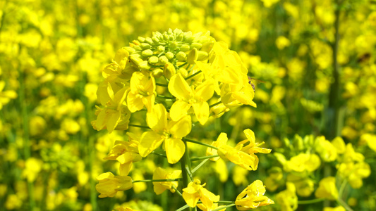 油菜花开 油菜花视频