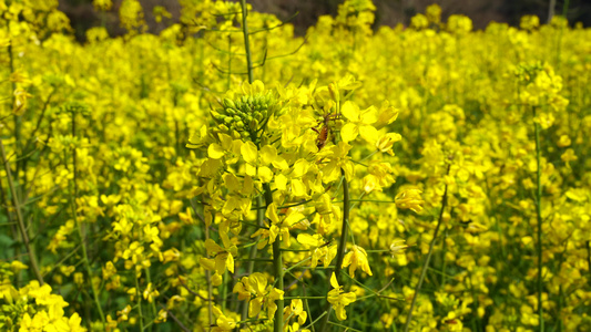 油菜花开 油菜花视频