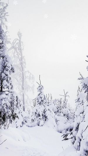 雪松唯美背景视频白色 冬天 飘雪 冬季60秒视频