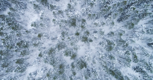 冰雪冬天的金叶林松树23秒视频
