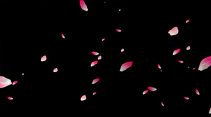 粒子花瓣飘落动画元素带透明度30秒视频