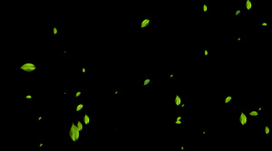 绿色树叶飘落元素带透明通道8030秒视频