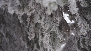 雪松针叶林特写雾凇雪景63秒视频
