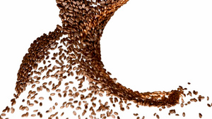 咖啡豆弯曲缓慢移动在白色背景上23秒视频