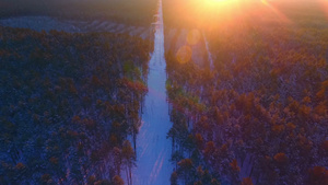森林空中景观的传输塔45秒视频