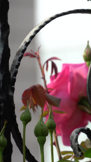 铁艺围墙上的玫瑰花阳光下的玫瑰花6秒视频