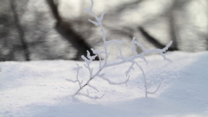 光影积雪的树枝15秒视频