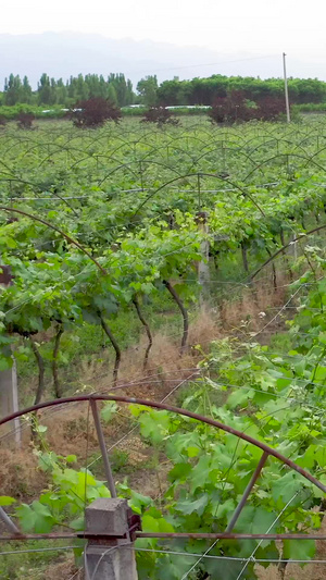 葡萄园航拍葡萄种植87秒视频