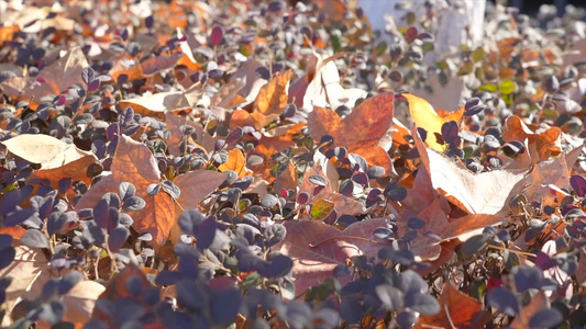 秋天落叶枫叶街头城市树木视频