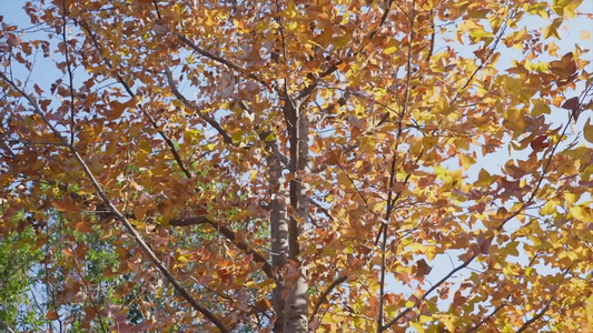 秋天落叶枫叶街头城市树木视频