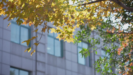 秋天落叶枫叶街头城市树木视频