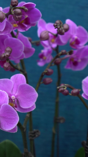 蝴蝶兰特写实拍热带植物12秒视频