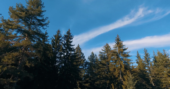 空中无人驾驶飞机在森林松树顶部飞行视频