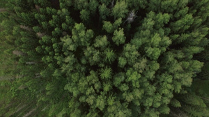 绿色林林和村庄房屋俄罗斯的天空44秒视频