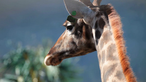 长颈鹿的头和脖子背面特写15秒视频