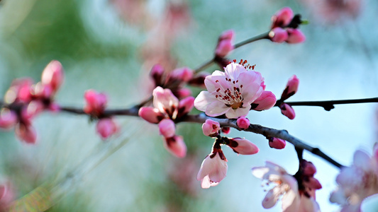 桃花节视频