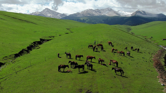 航拍天山山脉雪山下的牧场马群视频视频
