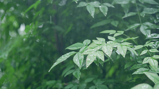 4k实拍春雨雨滴落植物意境视频