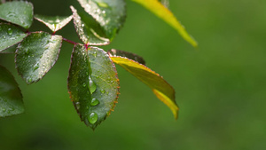 沾满水珠的树叶摇摆22秒视频