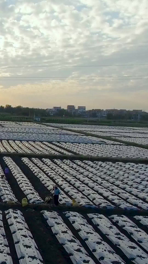 科学种植阴室种植农产品 航拍中国农民丰收节43秒视频