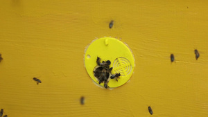 蜜蜂和爬行的蜜蜂30秒视频