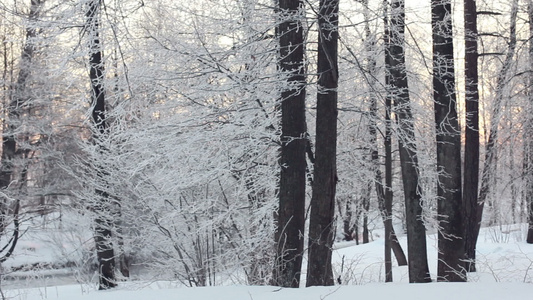 冬天的森林和阳光森林里的雪景阳光透过树林视频