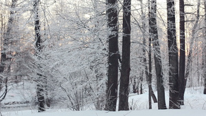 冬天的森林和阳光森林里的雪景阳光透过树林29秒视频