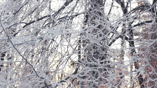 冬季背景冬天森林里的雪树被雪覆盖的树枝视频