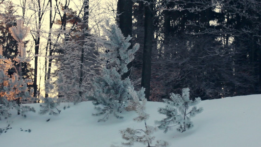 冬季森林的日光下雪景背树森林日落视频