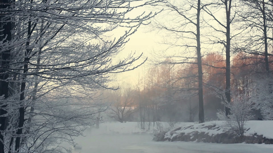 冬季风景森林的雪景冰冻河边有雾视频