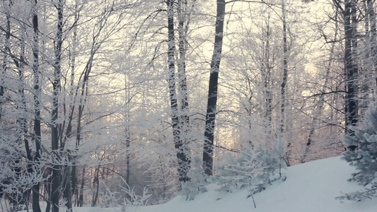 冬季森林景观冬天的景色在冬季森林上淘金视频