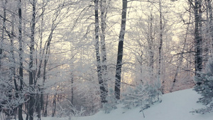 冬季森林景观冬天的景色在冬季森林上淘金30秒视频