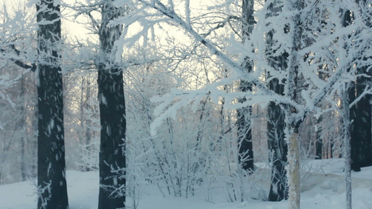 白雪覆盖的树雪从树上落下冬天多雪的树摇树视频