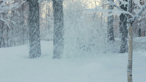 冬天公园里从树上落下的雪下雪白雪覆盖的树雪暴16秒视频