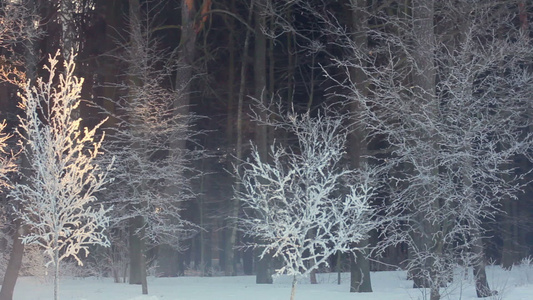 冬天森林里的早晨冬天森林里的日出被雪覆盖的树视频