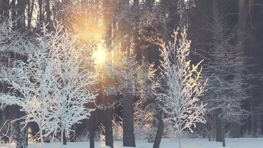 冬天森林里的日落阳光穿过冬日的树木冬季日落视频