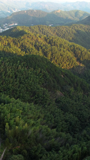 航拍5A安徽天柱山景区万亩竹林全景视频自然风光42秒视频