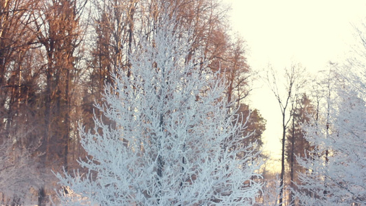 冬季公园的雪覆盖了冬季公园的雪覆盖了树木冬季景象公园的雪树枝视频