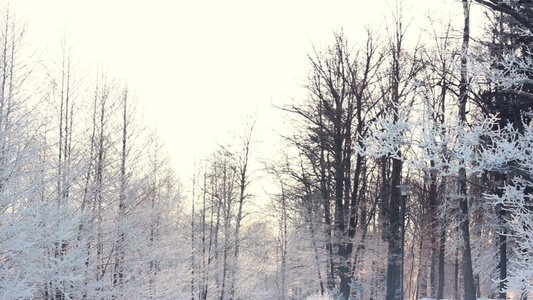 冬季背景森林中的雪覆盖树木视频