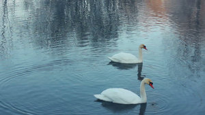 在河上游鸟天鹅清洗羽毛白天鹅在湖中游泳30秒视频