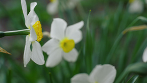 鲜艳的绿草间绽放着美丽的白花12秒视频