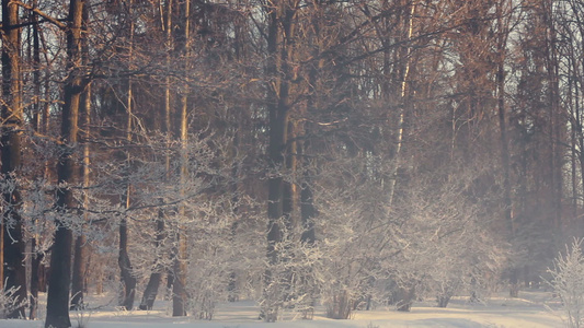 冬季公园冬天公园里有雾的早晨冬季公园里被雪覆盖的树木视频