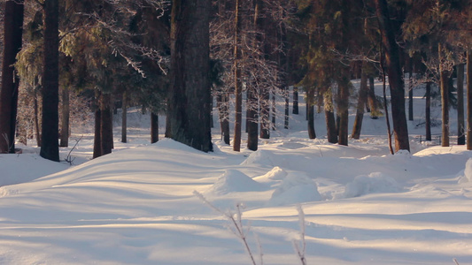 冬天被雪覆盖的公园冬季公园冬季公园雪上的阳光视频