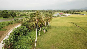 在甘榜特鲁斯的绿稻田中的椰子树16秒视频