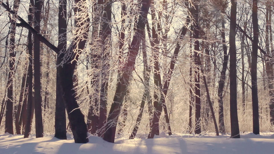 冬季森林的阳光照耀着照耀着被雪覆盖的树枝视频